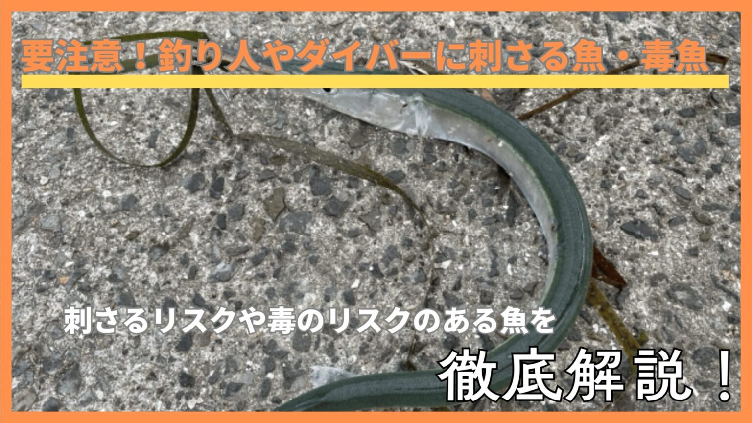 【要注意!】釣り人やダイバーに刺さる魚や、危険な毒魚たちを徹底解説! - つりはる〜釣り情報発信メディア〜