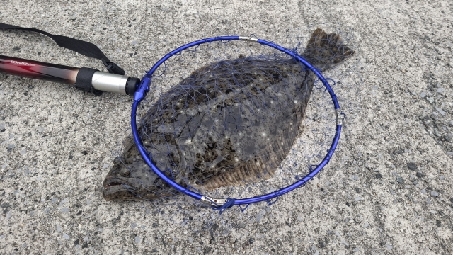 釣れたヒラメがランディングネットに入ってる様子