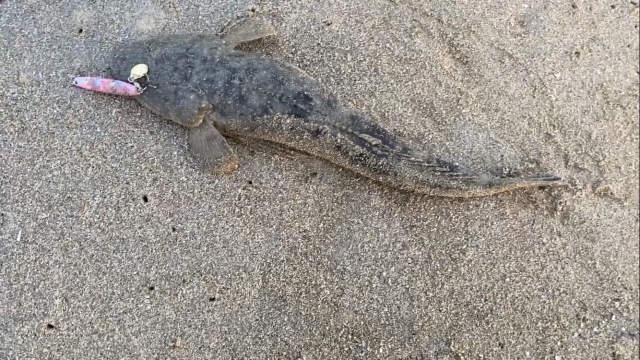 ブレードジグで釣れたマゴチ