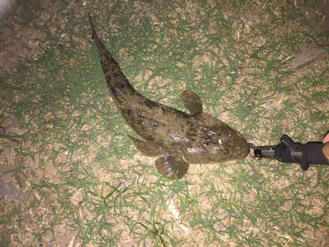 釣ったマゴチ