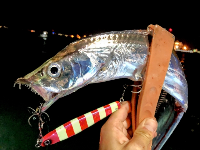 ジグで釣った太刀魚