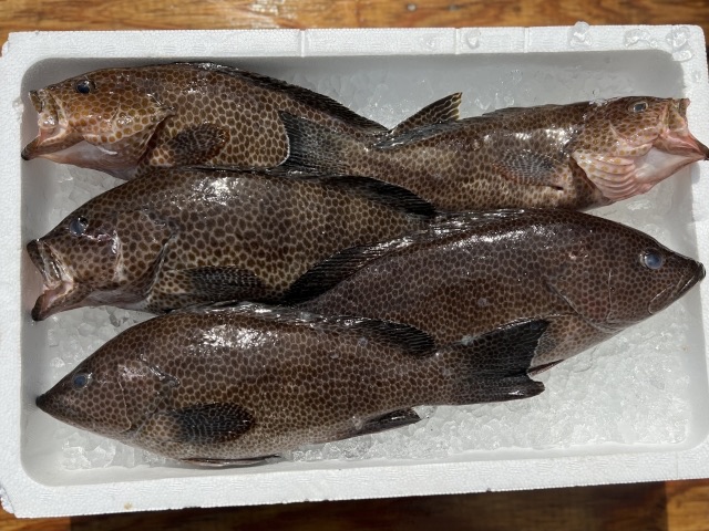 釣ったオオモンハタを氷で締めた状態