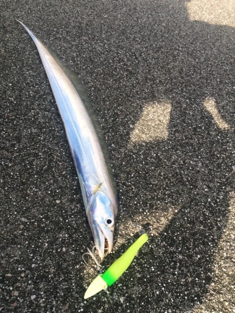 ワインド釣法で釣ったタチウオ