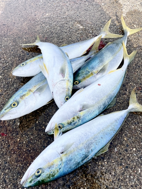 釣った大量のブリ