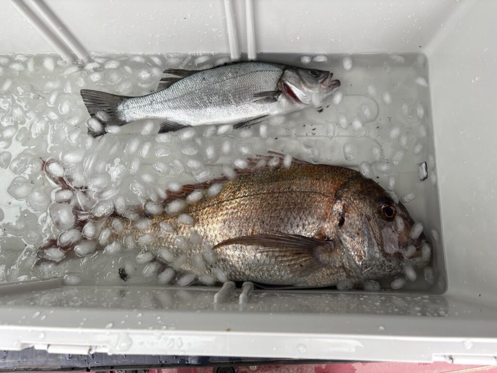 釣った真鯛とヒラスズキ