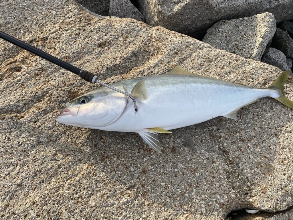 釣り上げてギャフで刺した鰤