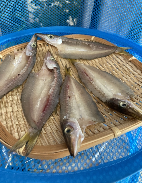 干したカマス