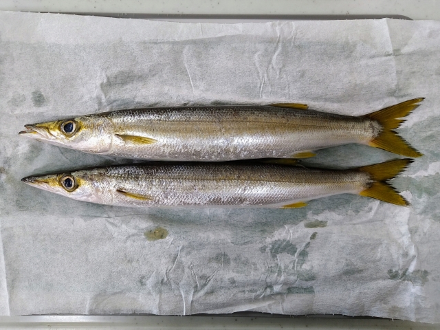 カマス
