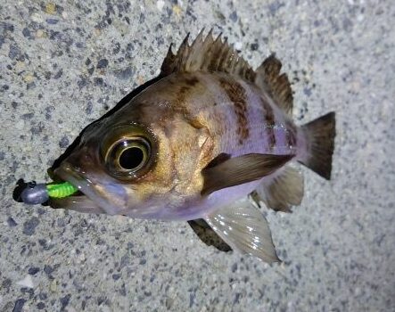 ワームで釣ったメバル