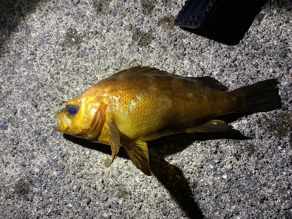 釣り上げた赤メバル