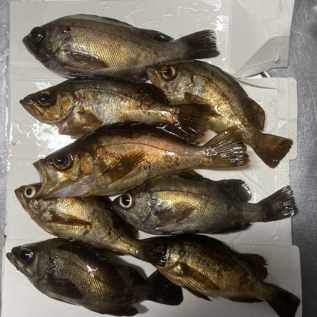 釣った大量のメバル