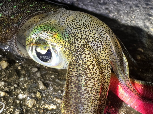 夕方のエギングで釣れたアオリイカ