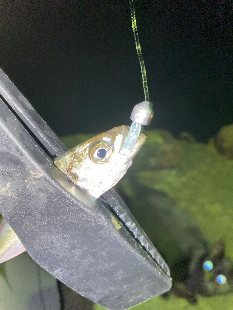 ジグヘッドとワームを使ってアジングで釣った鯵