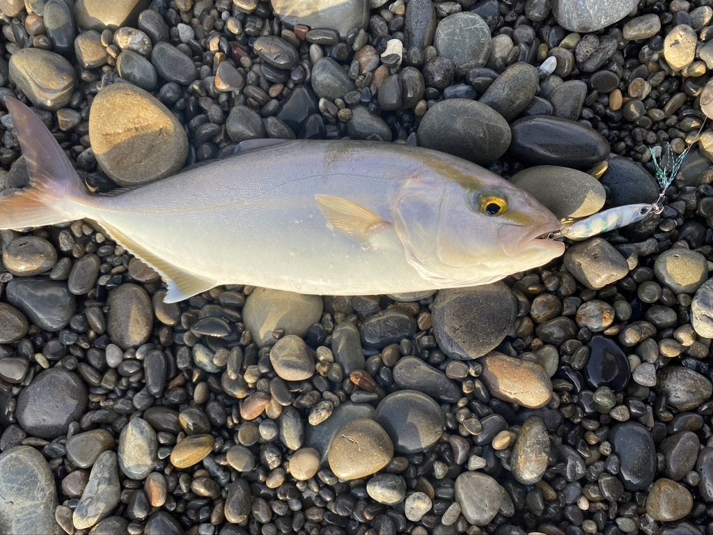 砂利浜に横たえたハマチと、口に掛かった小型のジグ
