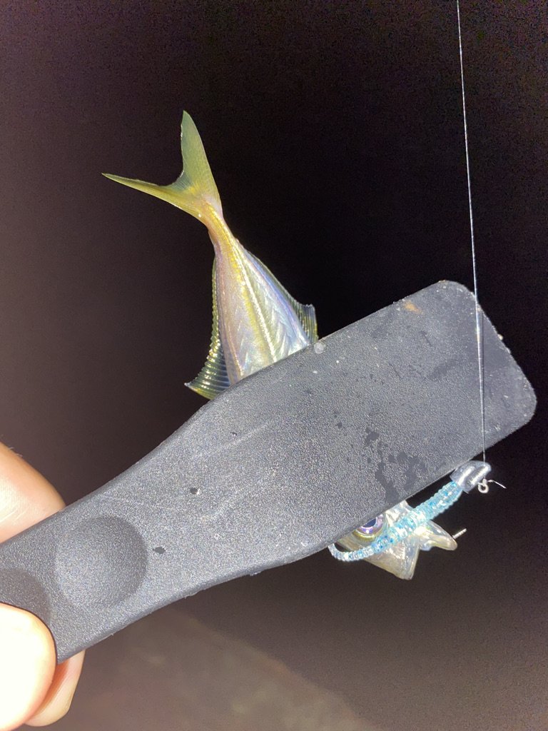 アジングで釣ったアジとワームとジグヘッド
