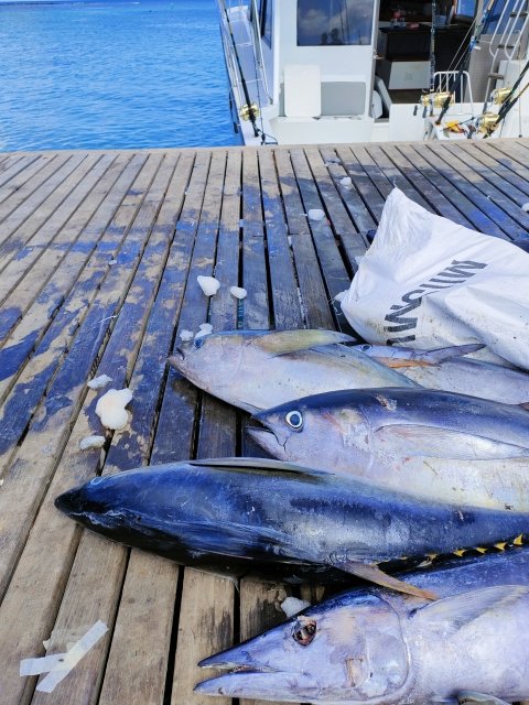 船のデッキに並べたキハダマグロ数本