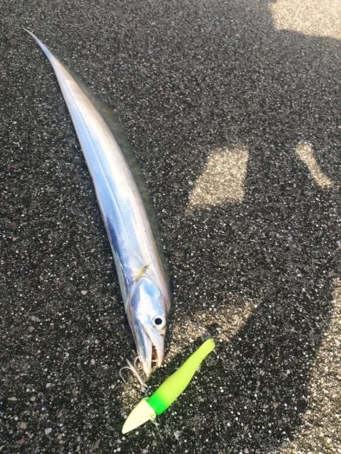 ワインド釣法で釣ったタチウオ