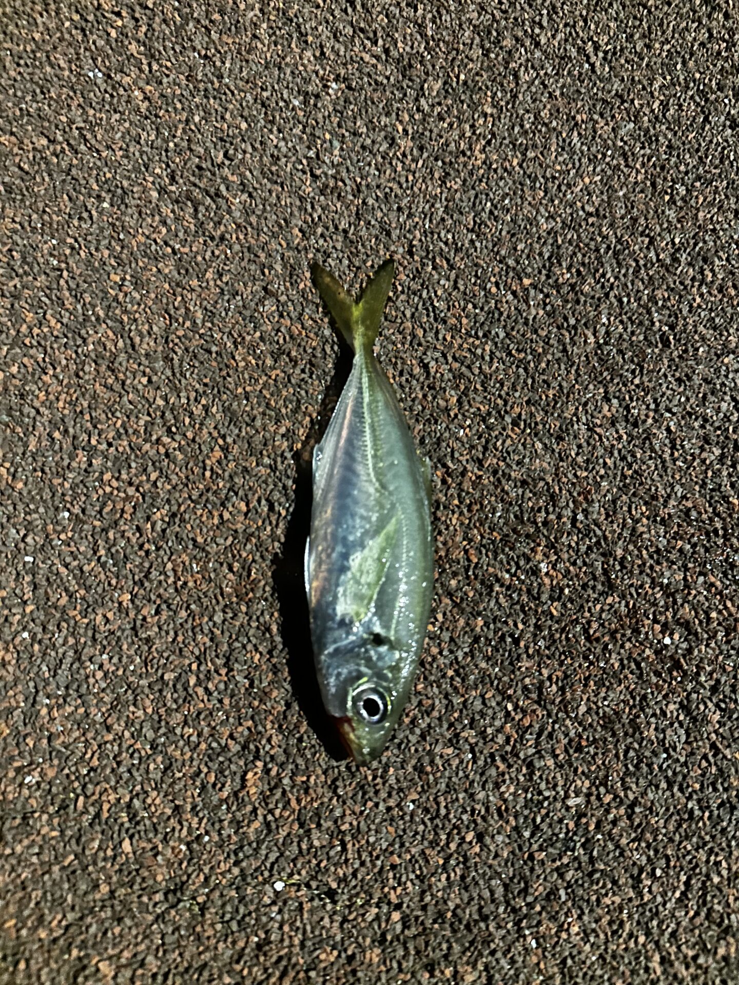 夜のアジングで釣れた小アジ。防波堤のマットの上