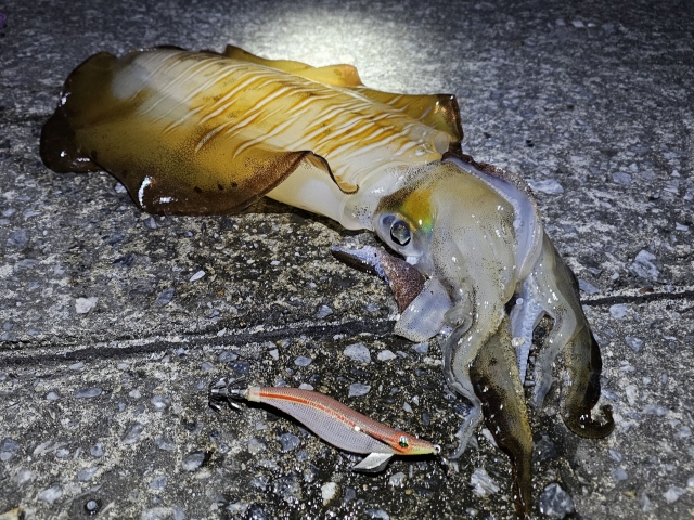 夜のエギングで釣れたアオリイカとオレンジ系のエギ