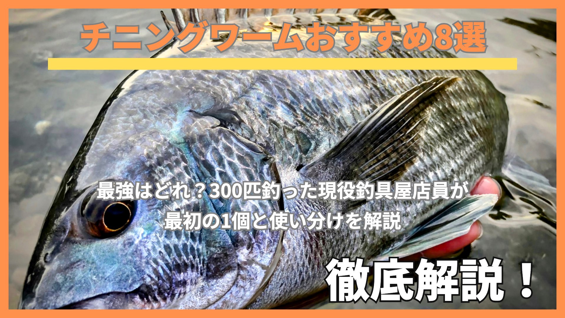 水面から上げられたクロダイ(チヌ)