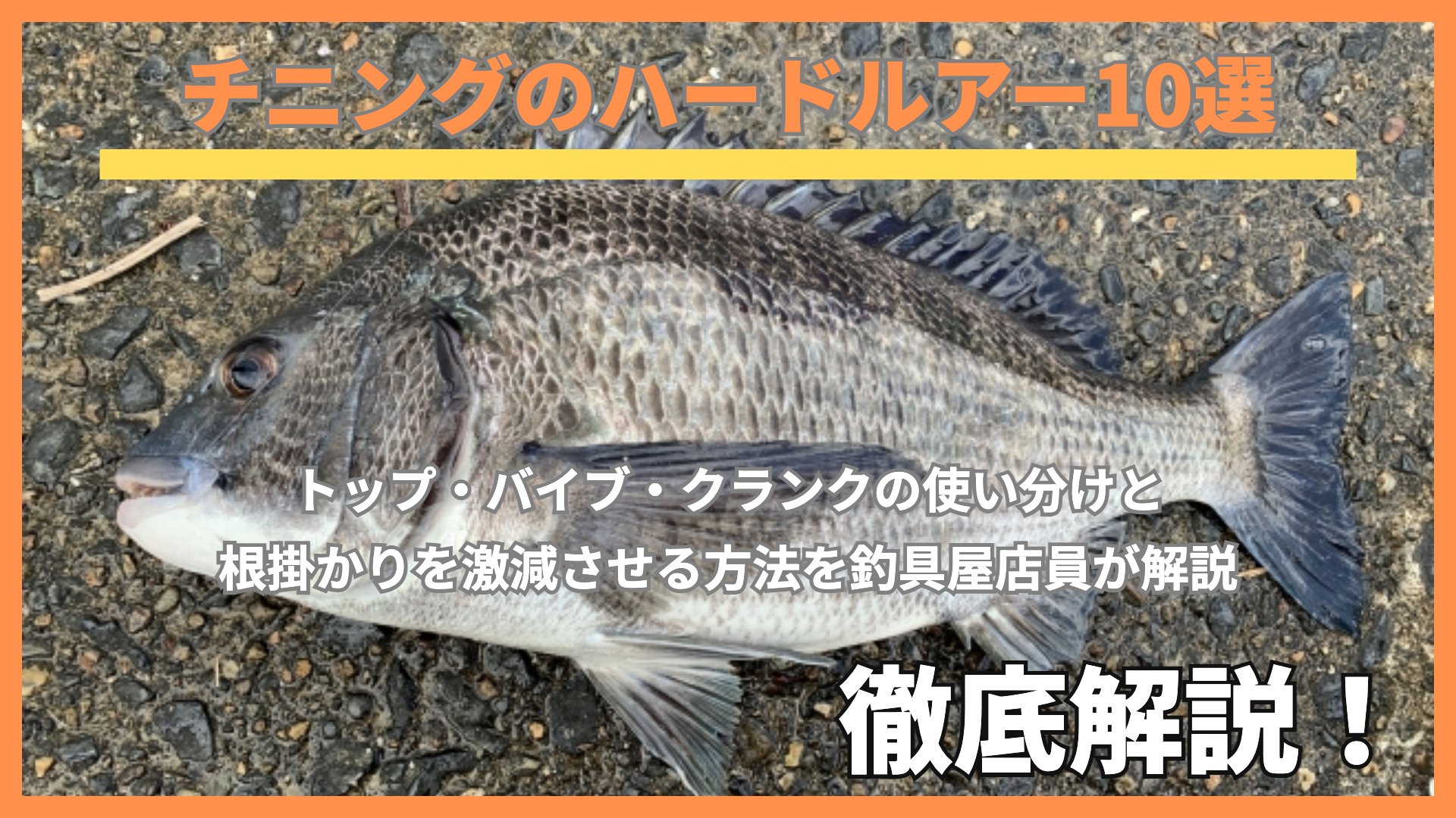 釣り上げたクロダイ(チヌ)の全身