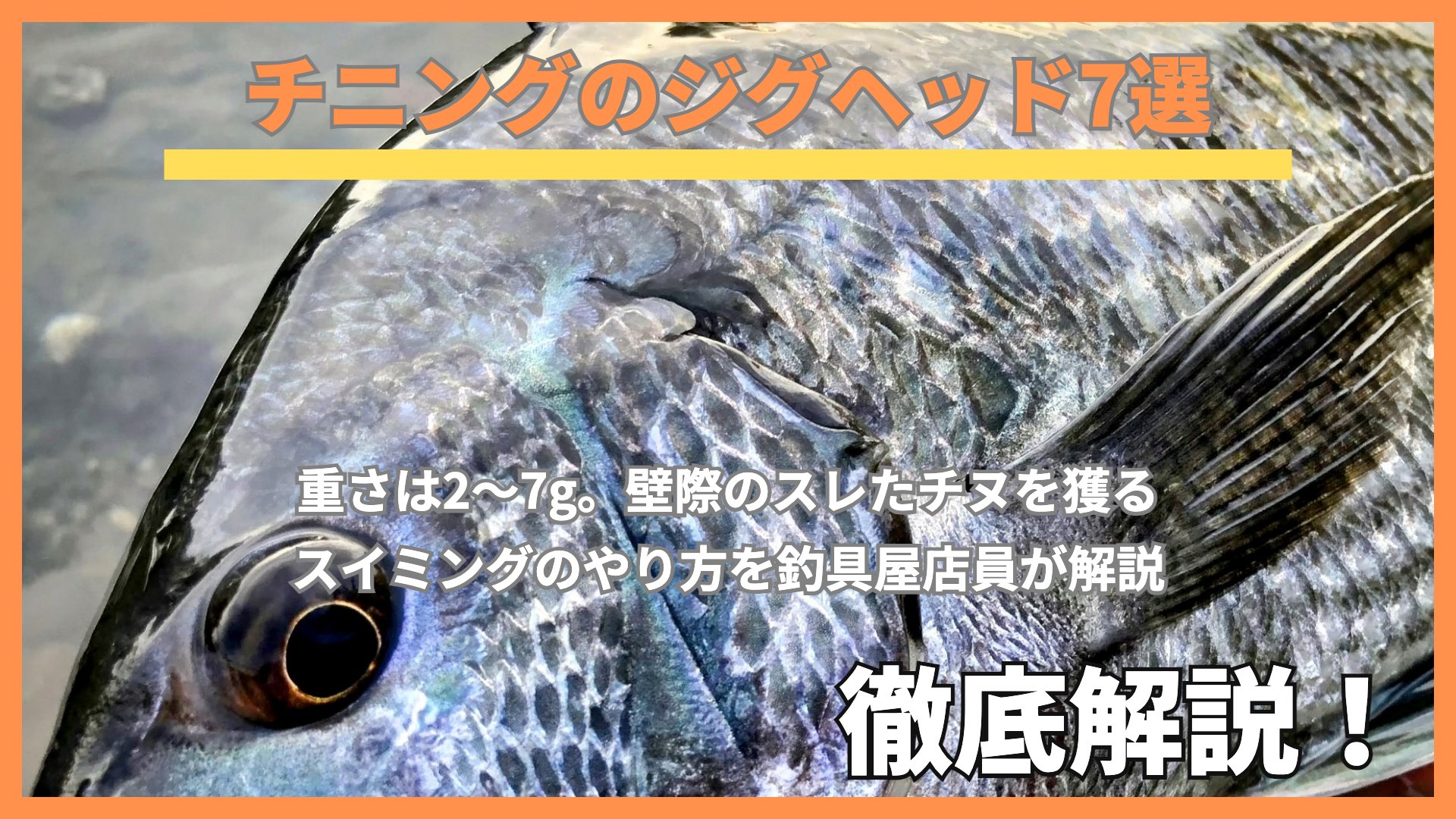 クロダイ(チヌ)の頭部のアップ