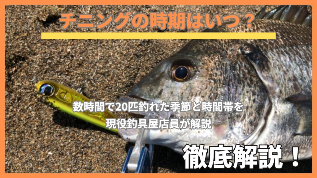 チニングの時期｜ルアーを食ったクロダイ
