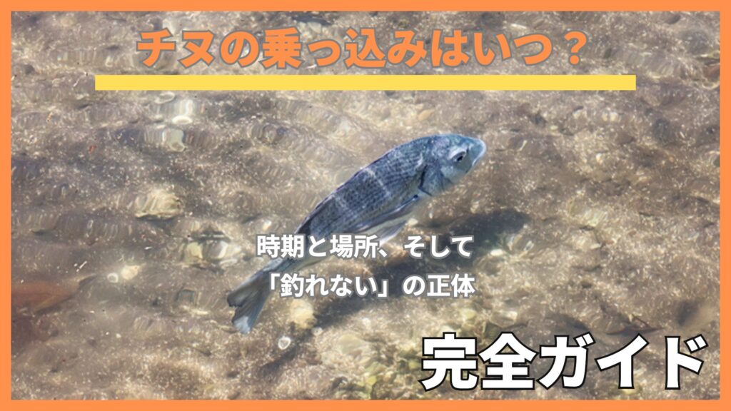 浅瀬を泳ぐチヌ。水底の石が透けて見える