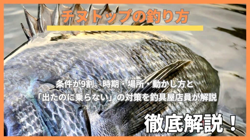 浅い水面に横たわるクロダイ（チヌ）