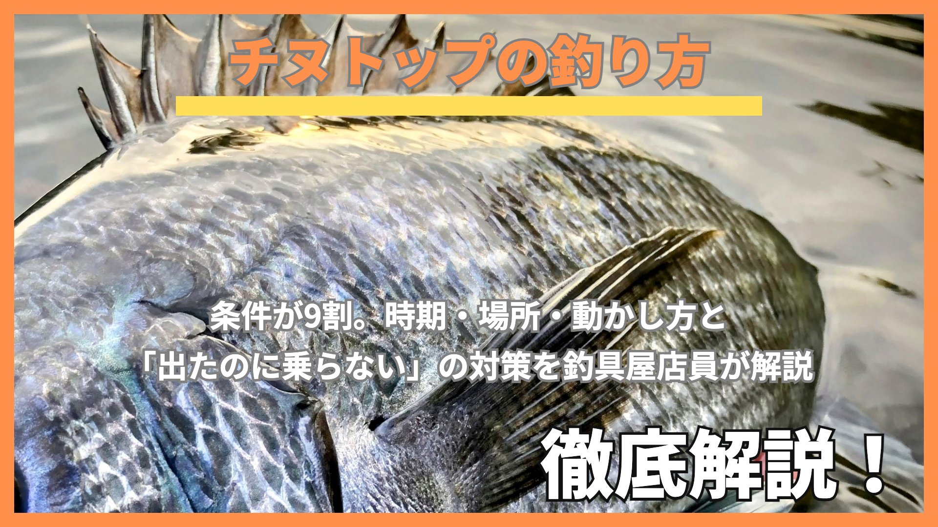 浅い水面に横たわるクロダイ（チヌ）