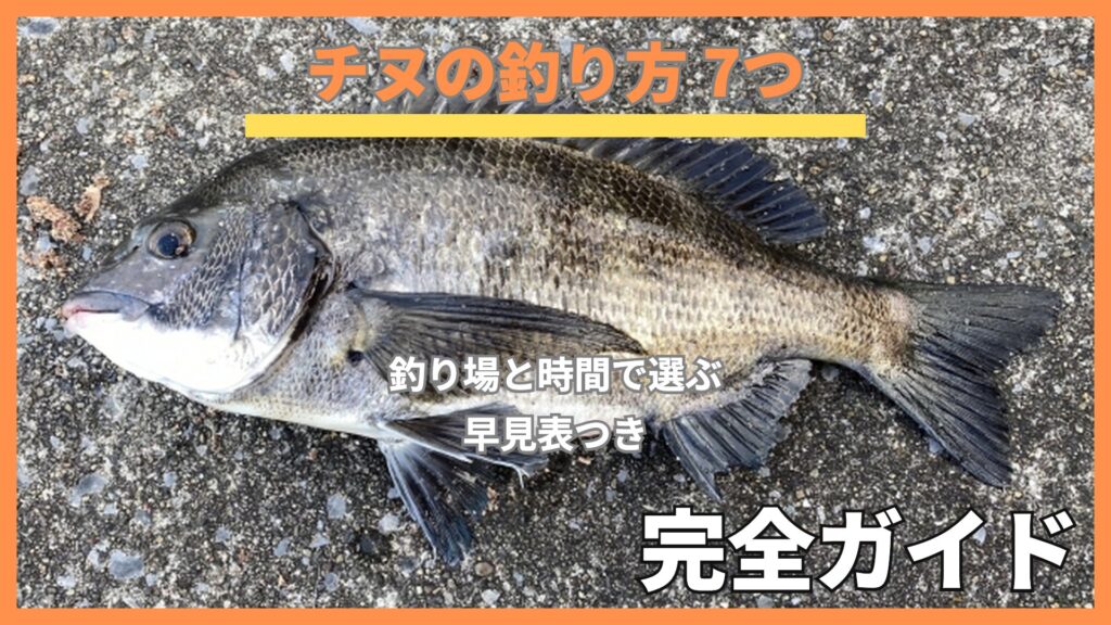 堤防のコンクリートに横たえたクロダイ