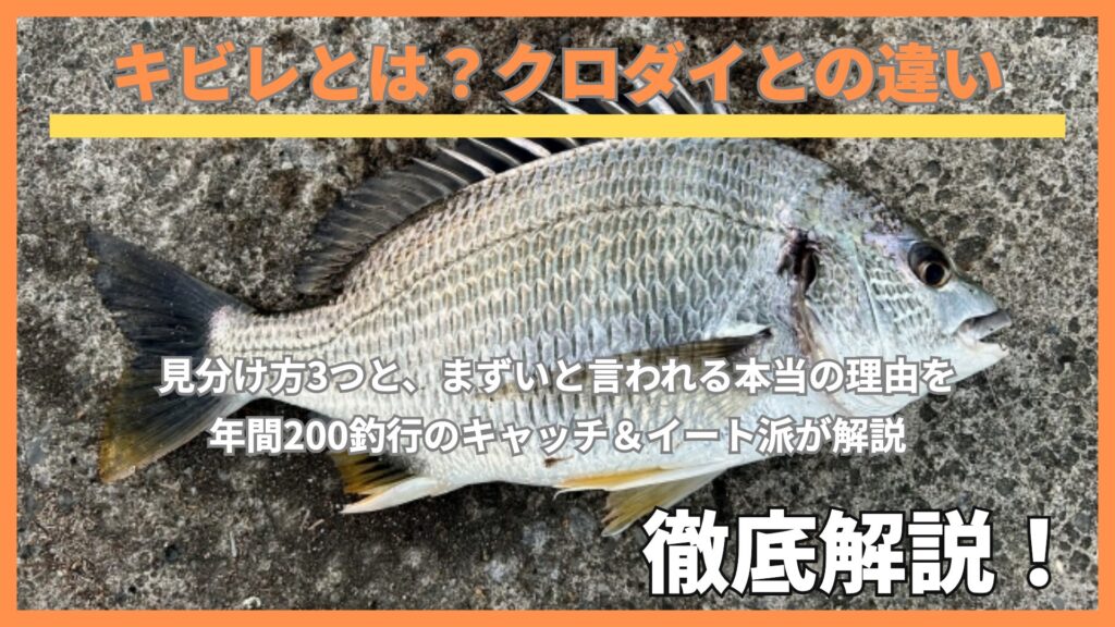 キビレ（キチヌ）の全身。腹ビレと尻ビレが黄色い