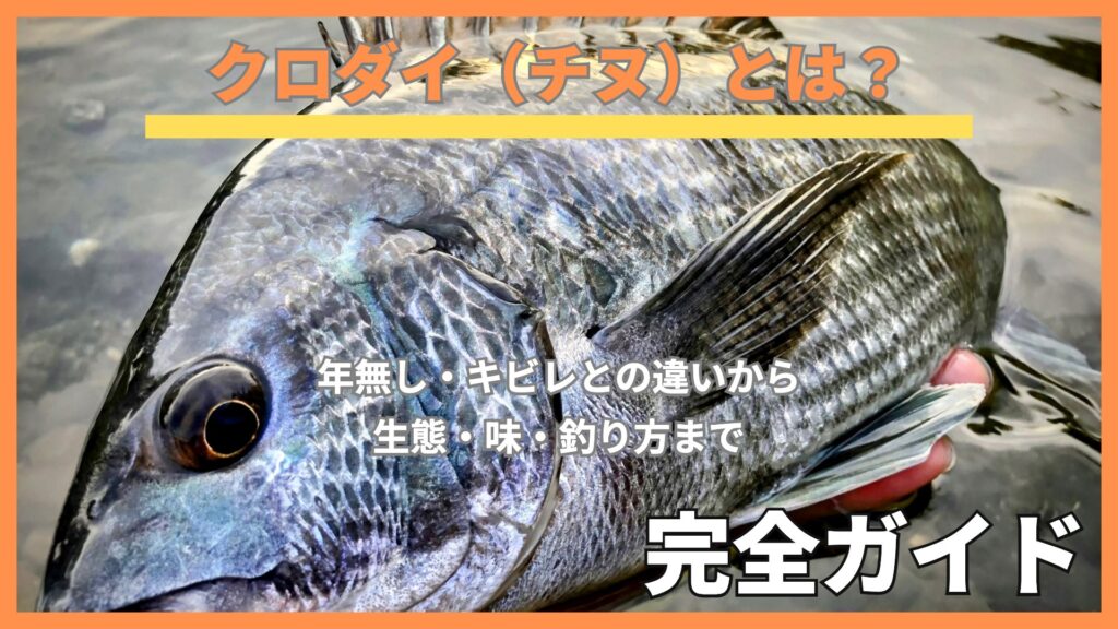 岩の上に横たわるクロダイの頭部のアップ