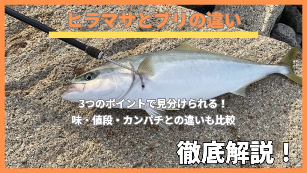 ヒラマサとブリの違いは3つで見分けられる