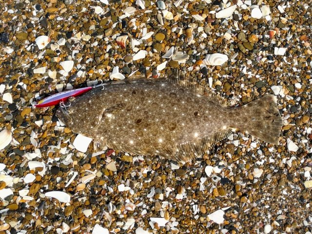 ミノーで釣れたヒラメ