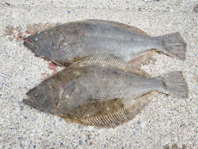 釣ったヒラメが2匹並んでいる