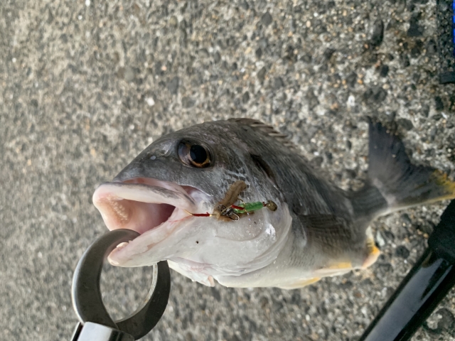 ルアーで釣れたキビレ。尻ビレの黄色がはっきり分かる