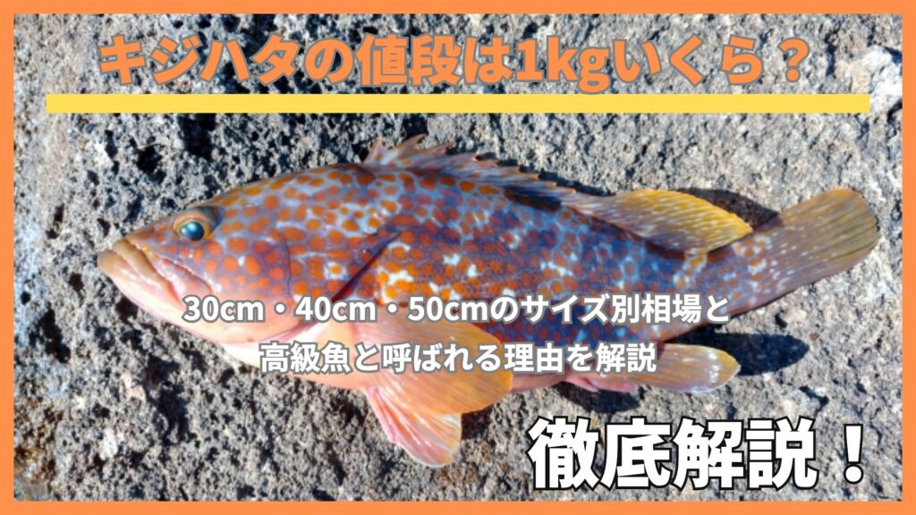キジハタの値段は1kgいくら？サイズ別相場と高級魚と呼ばれる理由