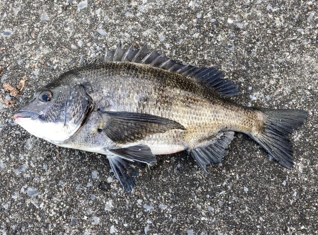 釣り上げたクロダイ(チヌ)
