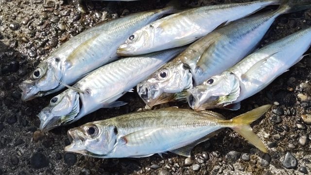 岩の上に並べた7尾のアジ