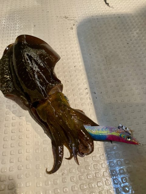 エギを腕で抱いたまま釣り上げられたアオリイカ