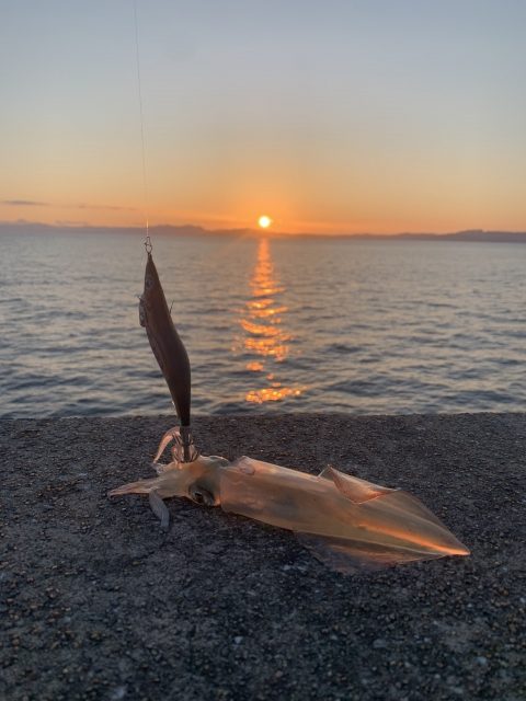 夕日の堤防に置いたアオリイカ