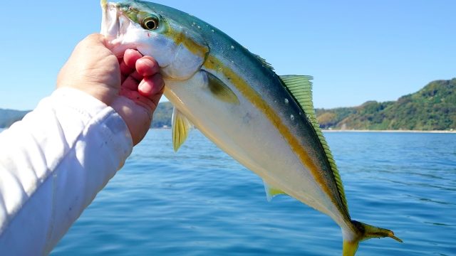 ショアジギングで釣れたハマチを海の上で手に持ったところ