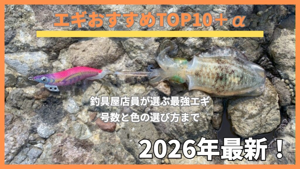磯の岩の上に置いた新子のアオリイカとピンクのエギ