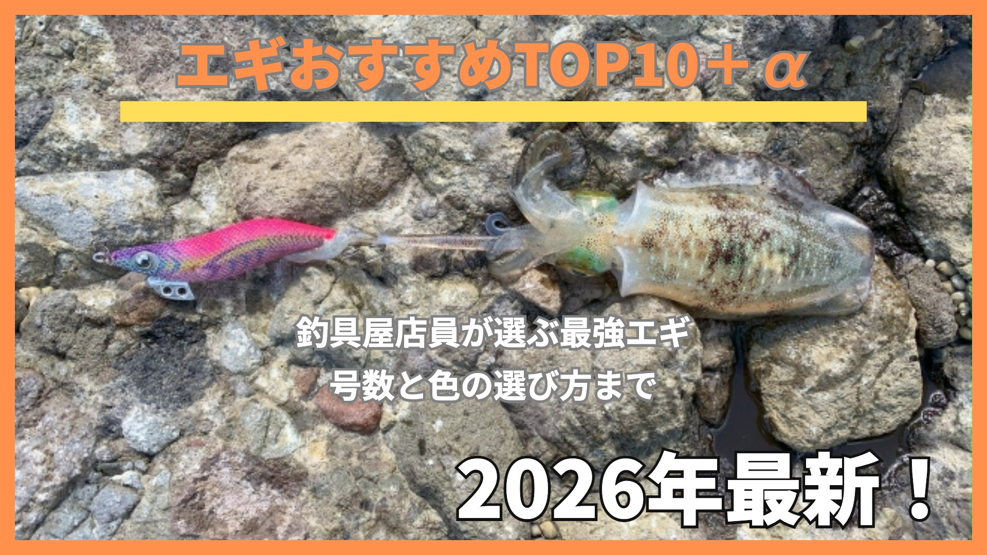 磯の岩の上に置いた新子のアオリイカとピンクのエギ