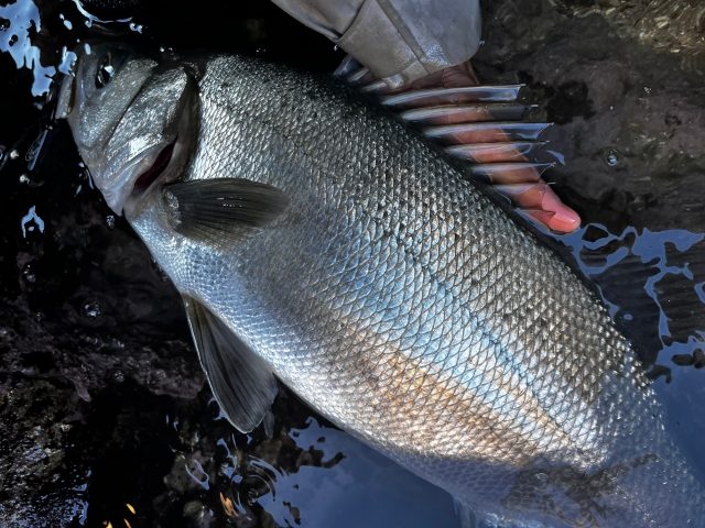 磯で釣れたヒラスズキ