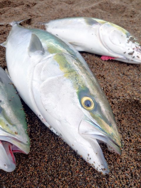 砂浜に並ぶワラサ級のブリ2本