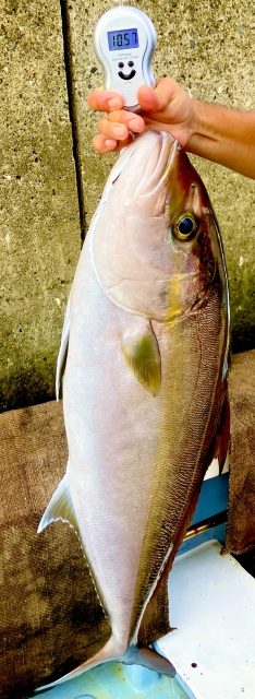 10kg級のカンパチを手持ちで計量している実釣カット