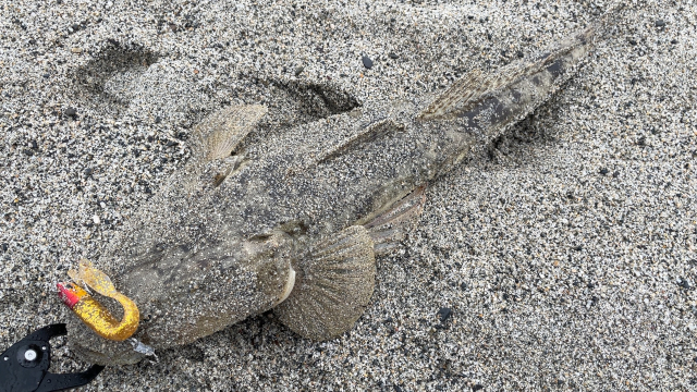 砂浜に横たわるマゴチ。口元に黄色いワームを付けたジグヘッドが掛かっている