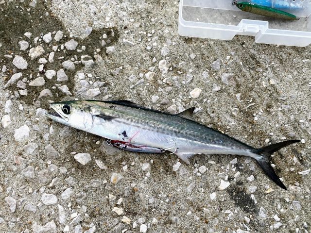 堤防に置いたサゴシ(サワラの若魚)